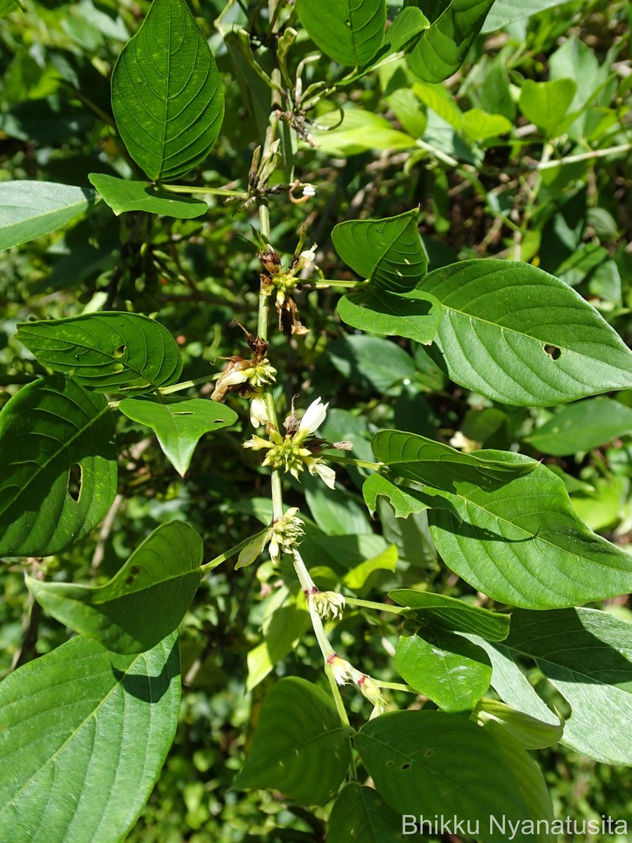 Dendrolobium triangulare (Retz.) Schindl.